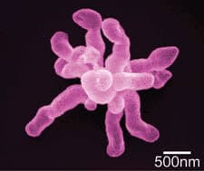 nanomateriales-forma-coral.jpg