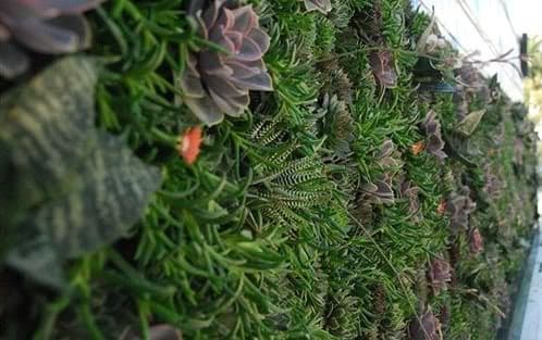 muro-con-jardin-vertical-restaurante