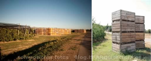 paisaje del Empordanese con cajas de madera para la recolecta de fruta