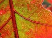 hoja-arbol-detalle