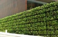 Tournesol: sistema de muros vegetales