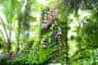 Jardines verticales de Patrick Blanc en Nueva York