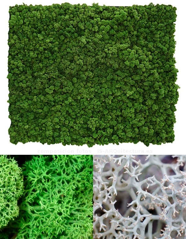 Greenwalls-paneles-acusticos-musgo-noruego-detalles