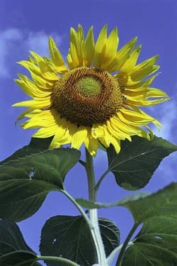 seguimiento solar inspirando en el girasol