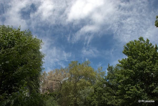 arboles de Pamplona