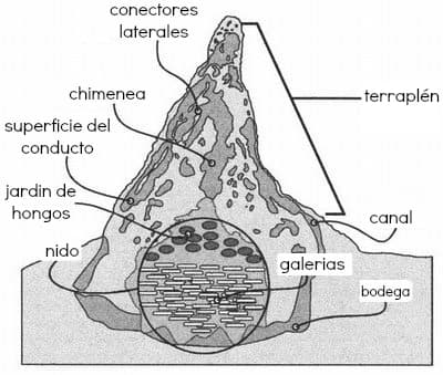seccion-termitero