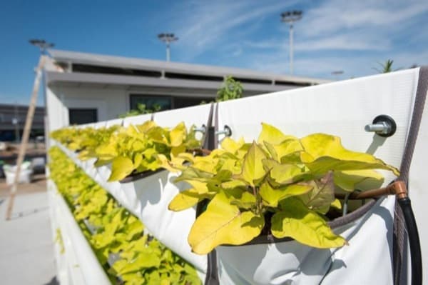 muro-vegetal-Casa-Israel-SolarDecathlon2013