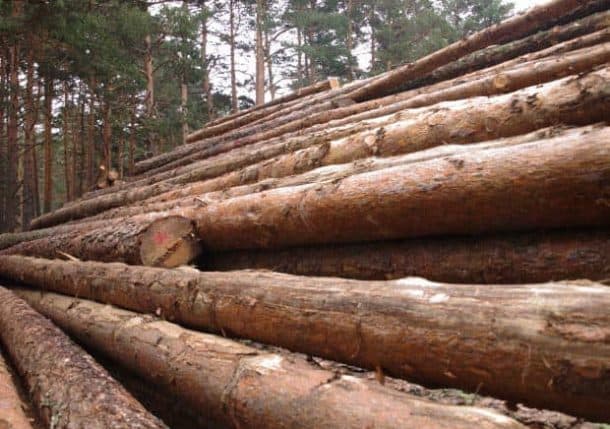 troncos-madera